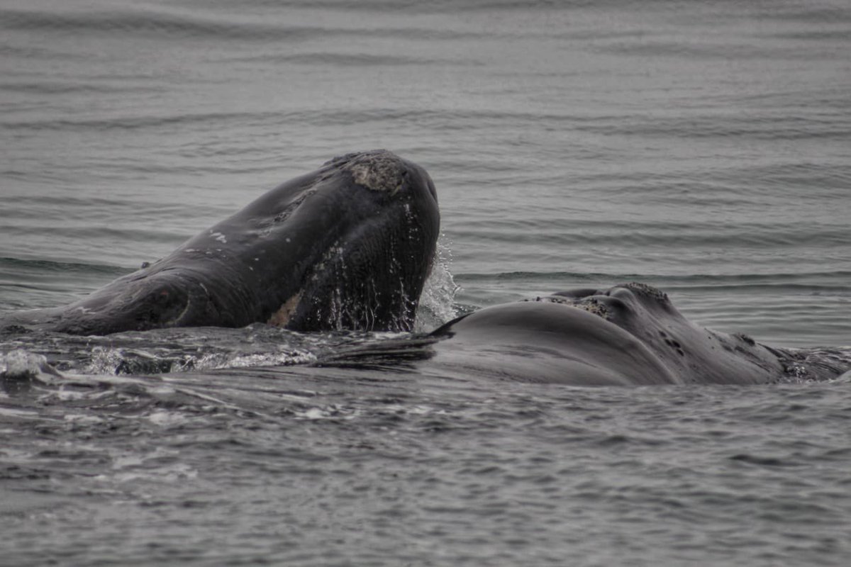 Whale season in Hermanus at the moment- splendid! #whalewatching #southafrica