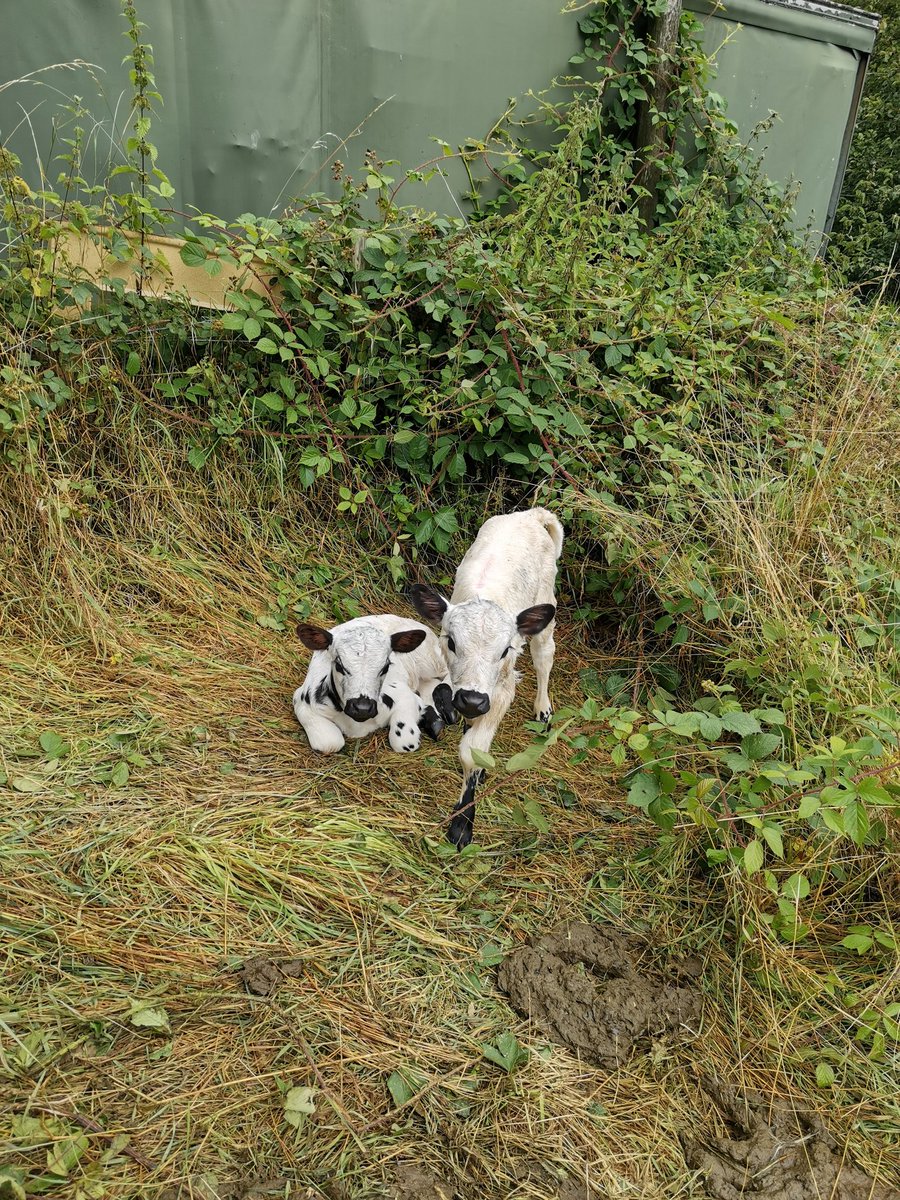 The newest additions to the farm 'TWINS' 🥰 #rarebreeds #britishwhites #newborns #lakedistrictfarmers #lythvalley