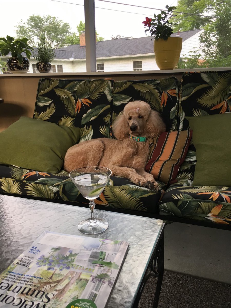 Linnybug0814's tweet image. Enjoying retirement like an Ann Taintor meme. #SeniorPupSaturday