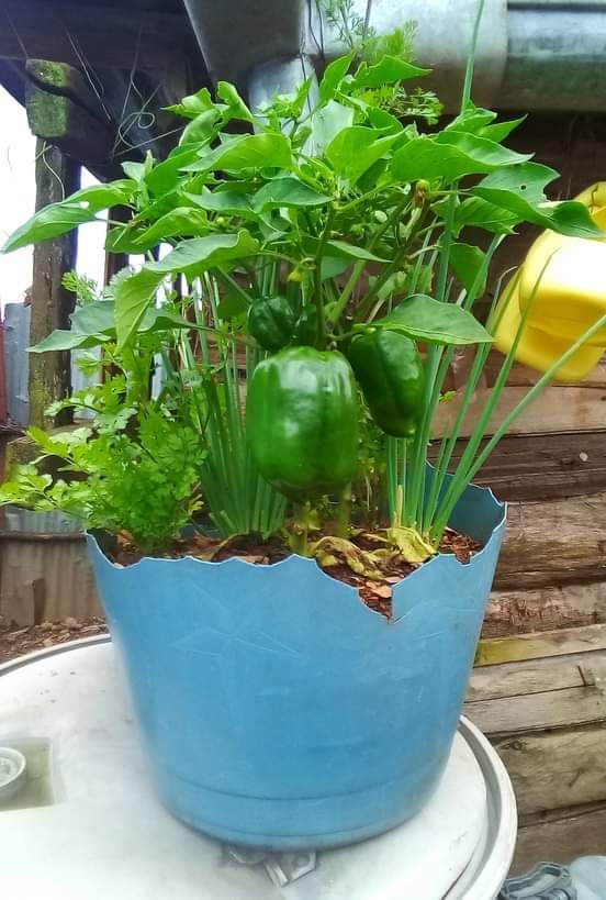 Africanveges's tweet photo. Photo credit
#orinadominic https://t.co/p5l7EPpkaj