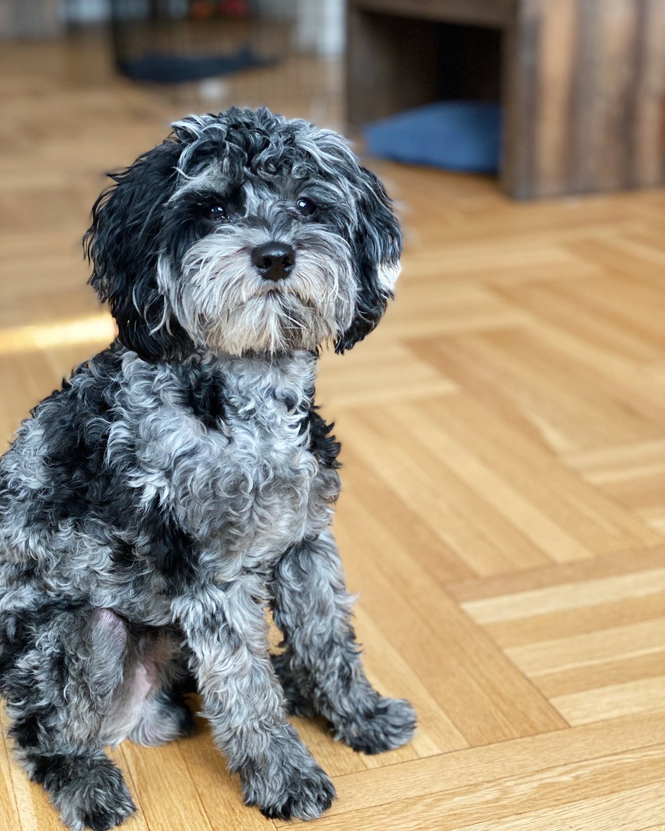 hashtagcavapoo's tweet photo. Hey everyone 👋 Just checking in because mom and dad have been too “busy” to post here 🙄 How’s everyone’s #summer going though?!
#HashtagtheCavapoo https://t.co/XJsSnXmTvP