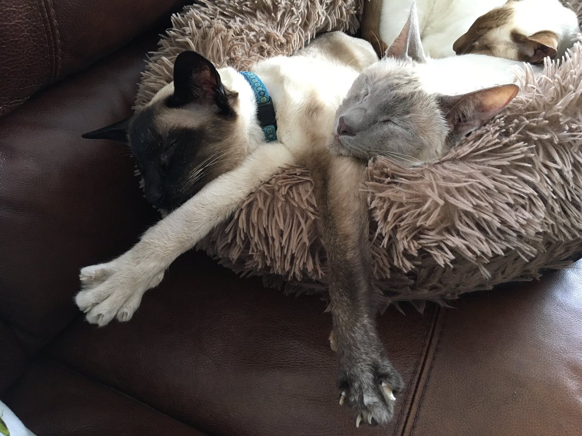 Diablo_Siamese's tweet photo. Couldn’t work out what had gone on here ….Leg swop? #TheDude #Willow_i_am #CatAntics #MeezerMagic #Siamigos @jolenehunter #CatsOfTwitter #catsofinstagram https://t.co/6GihFS27KG