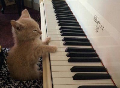 kitten tae pics!🐾 HIATUS tweet media