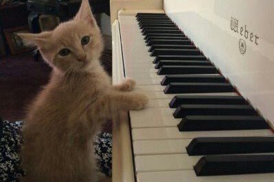 kitten tae pics!🐾 HIATUS tweet media
