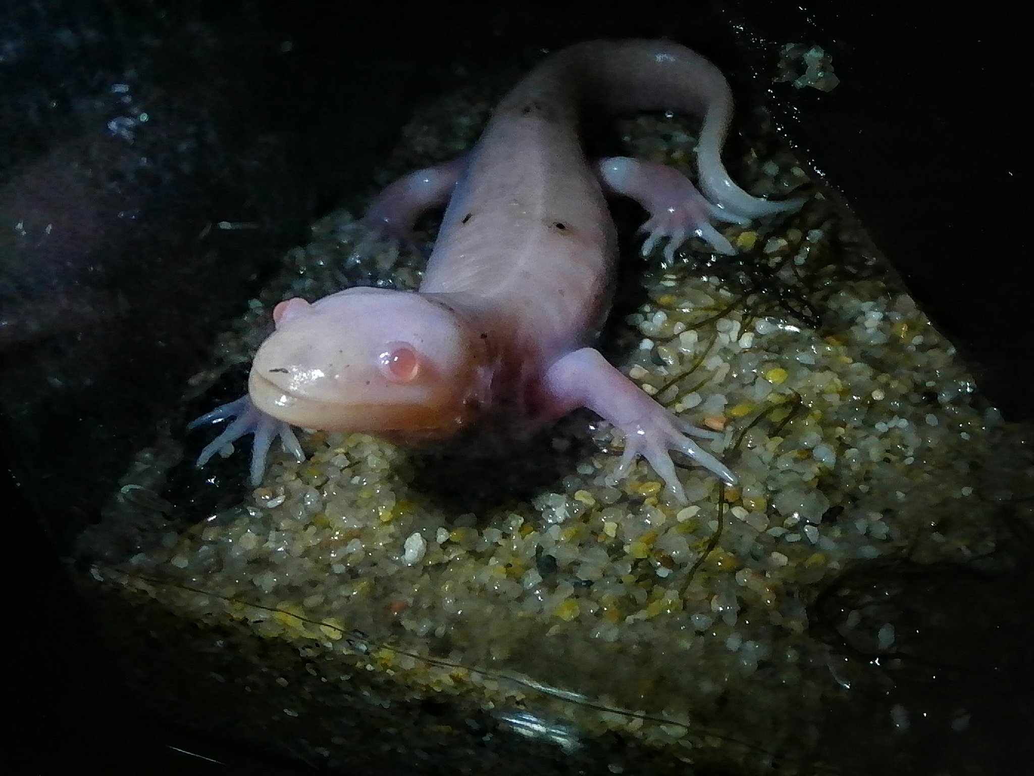 鱸 ｽｯ あと竹島水族館と言えば深海生物の食レポなんですけど 試食済の深海生物には食マークが付いてて 狂気を感じる事が出来てオススメです ちなみに食レポ担当の職員さん 遂にラブカを食べたそうです T Co Kxgxrjfgj7 Twitter
