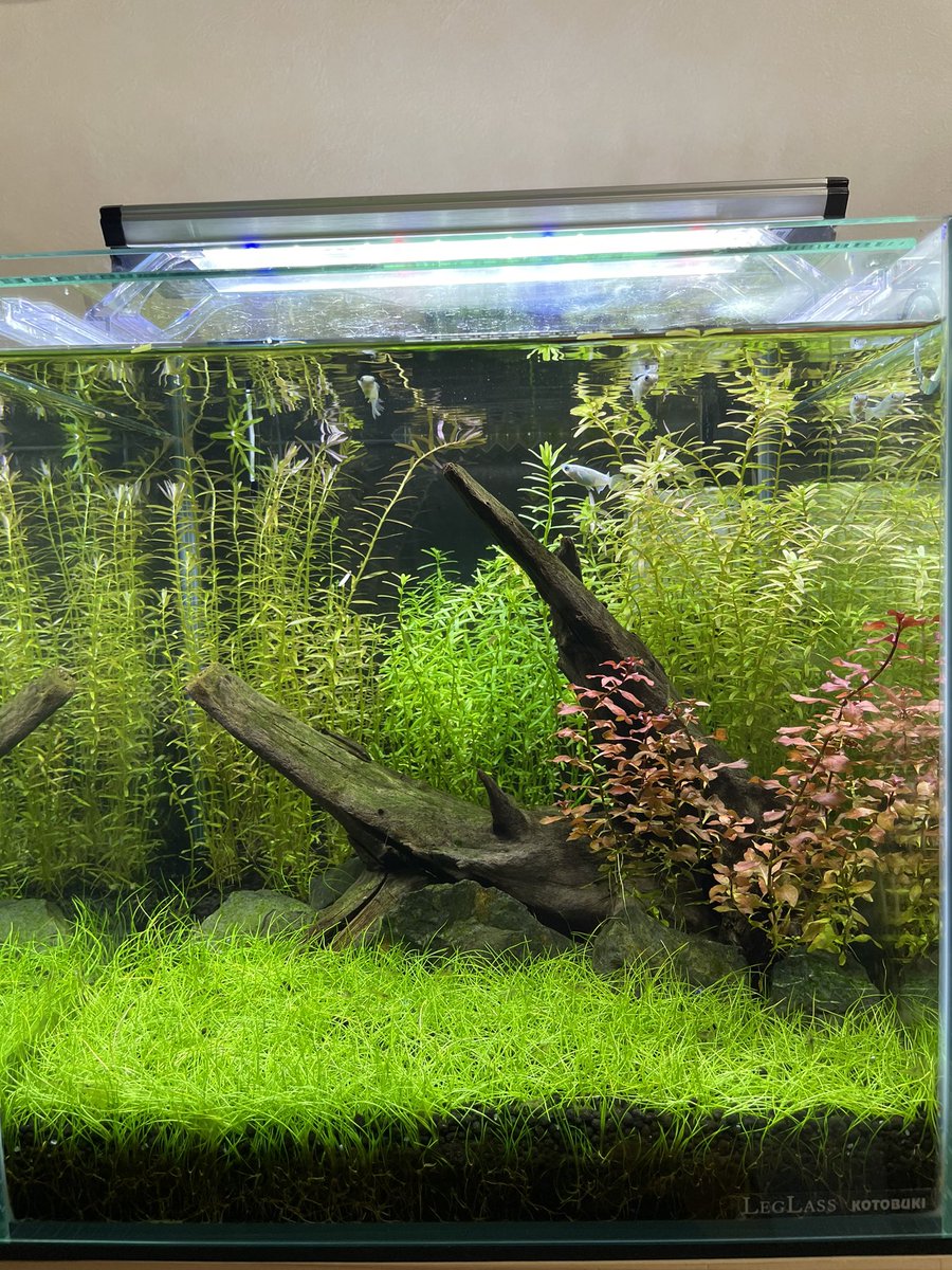 メダカの日常 めっちゃ水草伸びた 笑光量足りずロタラhraは一向に赤くならないけど笑 近所のホームセンターにnvボックスくそあった笑 2度見した笑 キューブ水槽 松井星河ヒレ長 グリーンロタラ ﾛﾀﾗﾛﾄﾝﾃﾞｨﾌｫﾘｱ ショートヘアーグラス Nｖボックス