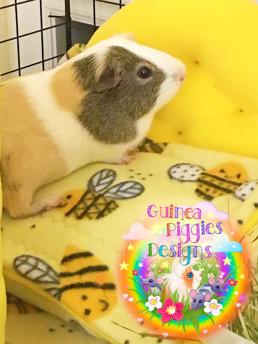 PiggiesDesigns's tweet photo. Just relaxing... 💛💛💛 #guineapig #guineapiggiesdesigns #guineapigs #cavylove https://t.co/qCLPAfxhGX