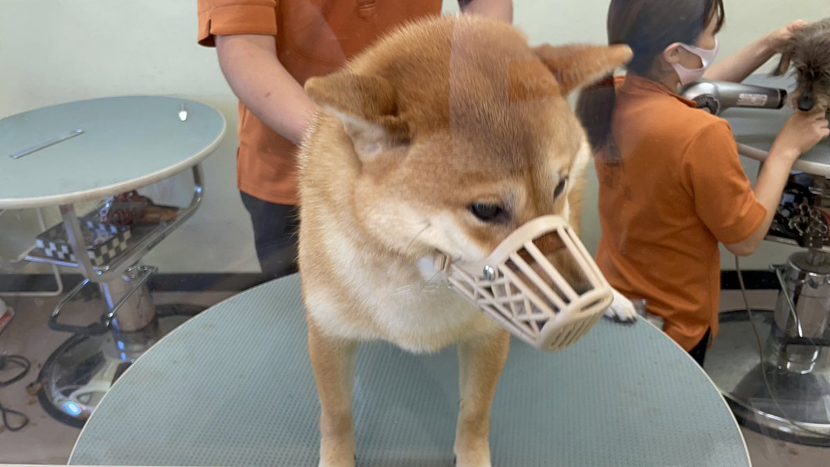 柴犬好きな人と繋がりたい