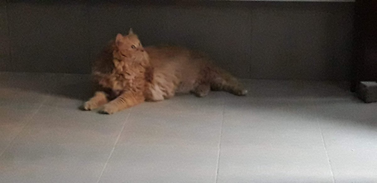 ParrisNotices's tweet photo. It's #InternationalCatDay so I am thinking about Ginger, the cat I hung out with in Venice, who is basically a rug. https://t.co/Y5s3IkKwDU