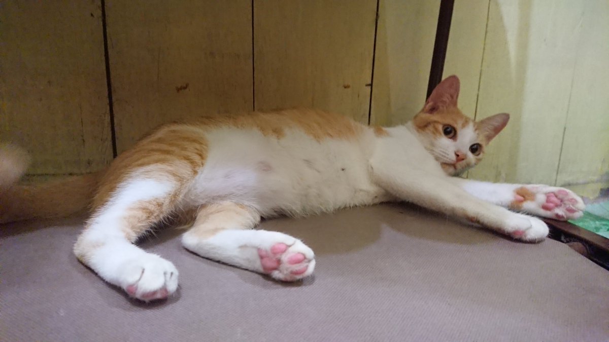 meoliberfamilia's tweet photo. Habis Main Terus Istirahat 😻👍💞🐾
New Video Update! 
💟https://t.co/UBvHFDrkLz

#SUNSOK #MEOLIBERFAMILIA #MEOLIBER #USOK #CatsOfTwitter #WorldCatDay #世界猫の日 #세계_고양이의_날 #世界ねこの日
#ねこ #ネコ #猫 #子猫 #保護猫 #猫好きさんと繋がりたい #Cat https://t.co/IPd3Oj8w2B
