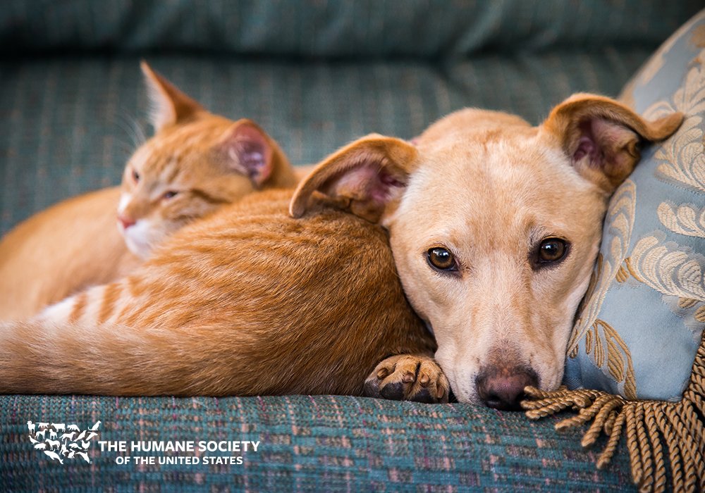 The Humane Society Of The United States Humanesociety Twitter