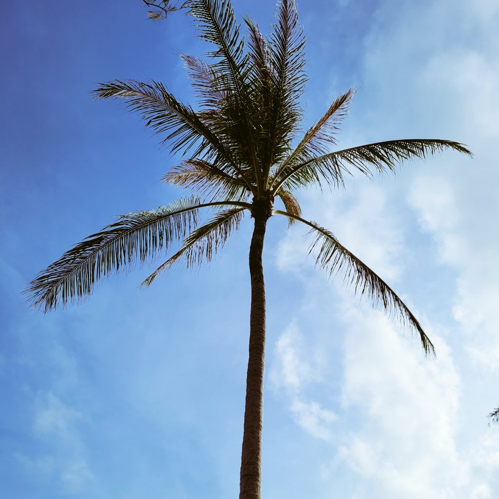 four9_one's tweet photo. Live the Island 🏝
#หาดลายัน #layanbeach #phuket #ภูเก็ต #ภูเก็ตแซนด์บ็อกซ์ https://t.co/e24FWz1fec