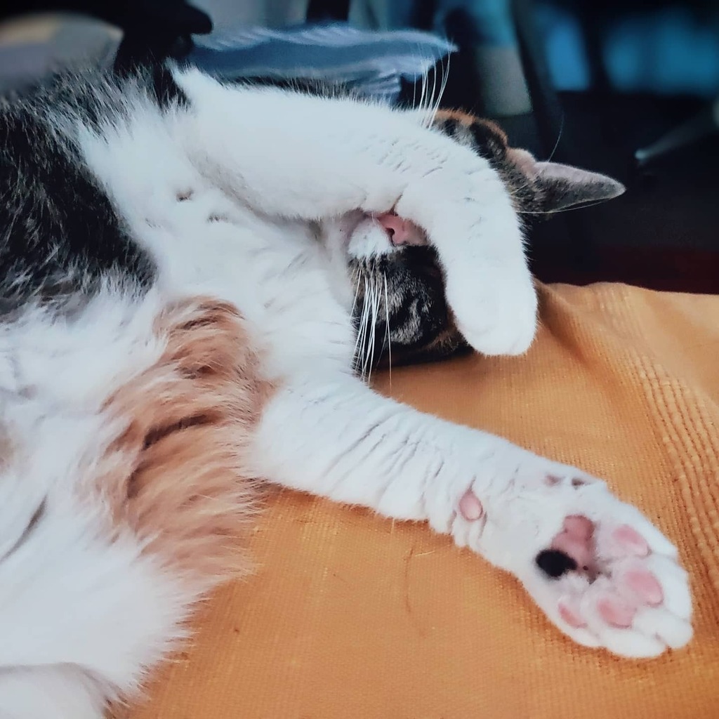 oritmey's tweet photo. È una bella giornata, usciamo?
......
🤣 #sundaymood https://t.co/ayDgr32gwR https://t.co/LG3mWcXfSY
