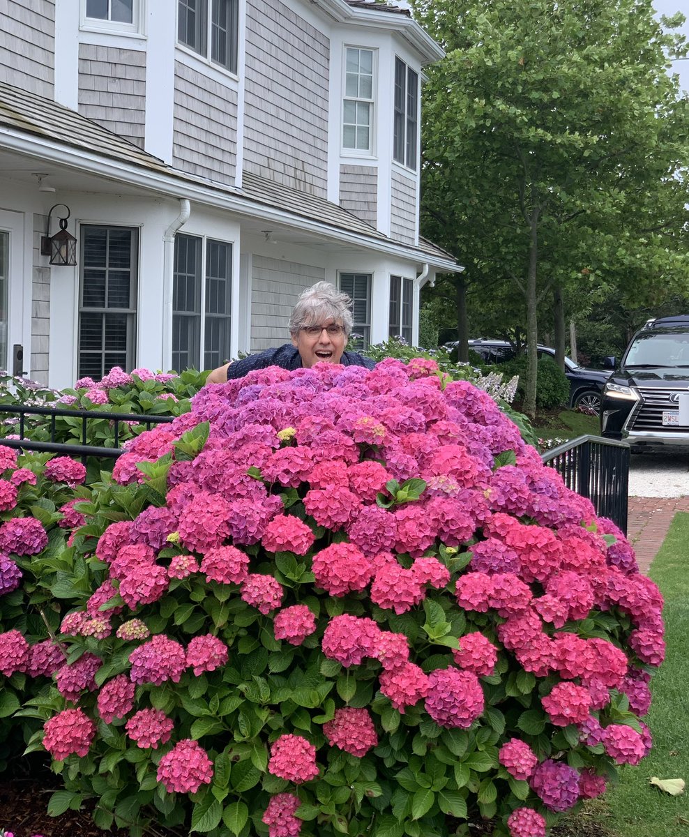 MoRocca's tweet photo. Feeling a sense letdown now that the Olympics have ended? Well guess what? My piece on Hydrangeas starts now on @CBSSunday Morning! https://t.co/3kXiVGzLrc