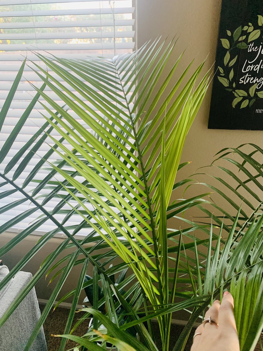 SpeshalKPlants's tweet photo. A happy plant corner this morning 😍 the majesty palm is queening, as usual, showing off a beautiful new frond and another baby frond shoot 🌴🌿🌱🪴 #Houseplants #SundayMorning #MajestyPalm #TiPlant #MadagascarDragonTree #RubberTree #PlantTwitter https://t.co/TZx9MI0Xzm