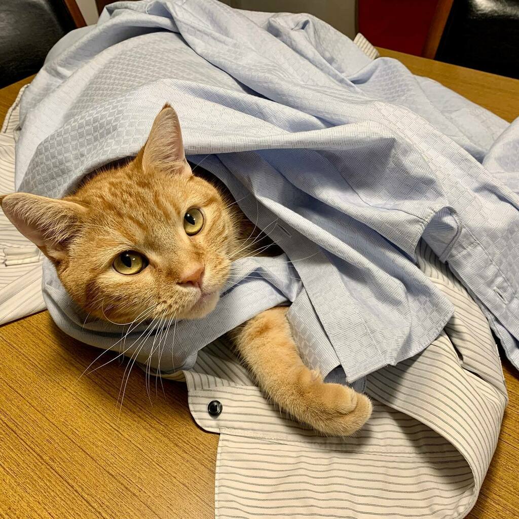 ogawa's tweet photo. 古いシャツを絶対捨てさせないマンだ
#redtubby #americanshorthair #cat #レッドタビー #アメリカンショートヘア #猫 #いいね待ち猫 https://t.co/cCwUKVheQ4 https://t.co/SJEIytWmr9