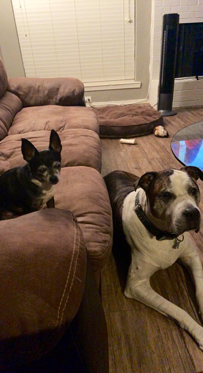 JacquelynRapp's tweet photo. @dog_rates @JustFoodForDogs Mia (12) and Cleveland (11). The odd couple https://t.co/5WIZzC5OpB