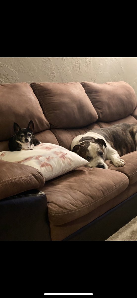 JacquelynRapp's tweet photo. @dog_rates @JustFoodForDogs Mia (12) and Cleveland (11). The odd couple https://t.co/5WIZzC5OpB