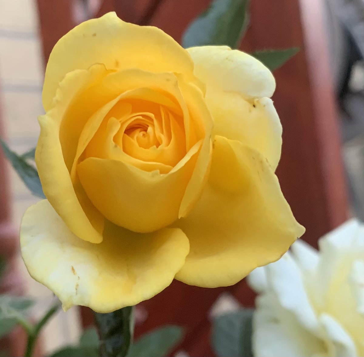 BabsieFandom's tweet photo. Pretty as a flower - take a picture of a flower and replicate it on your face. https://t.co/4C8GEbiHhO