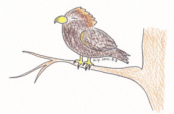 イヌワシのtwitterイラスト検索結果 イヌワシのtwitterイラスト検索結果