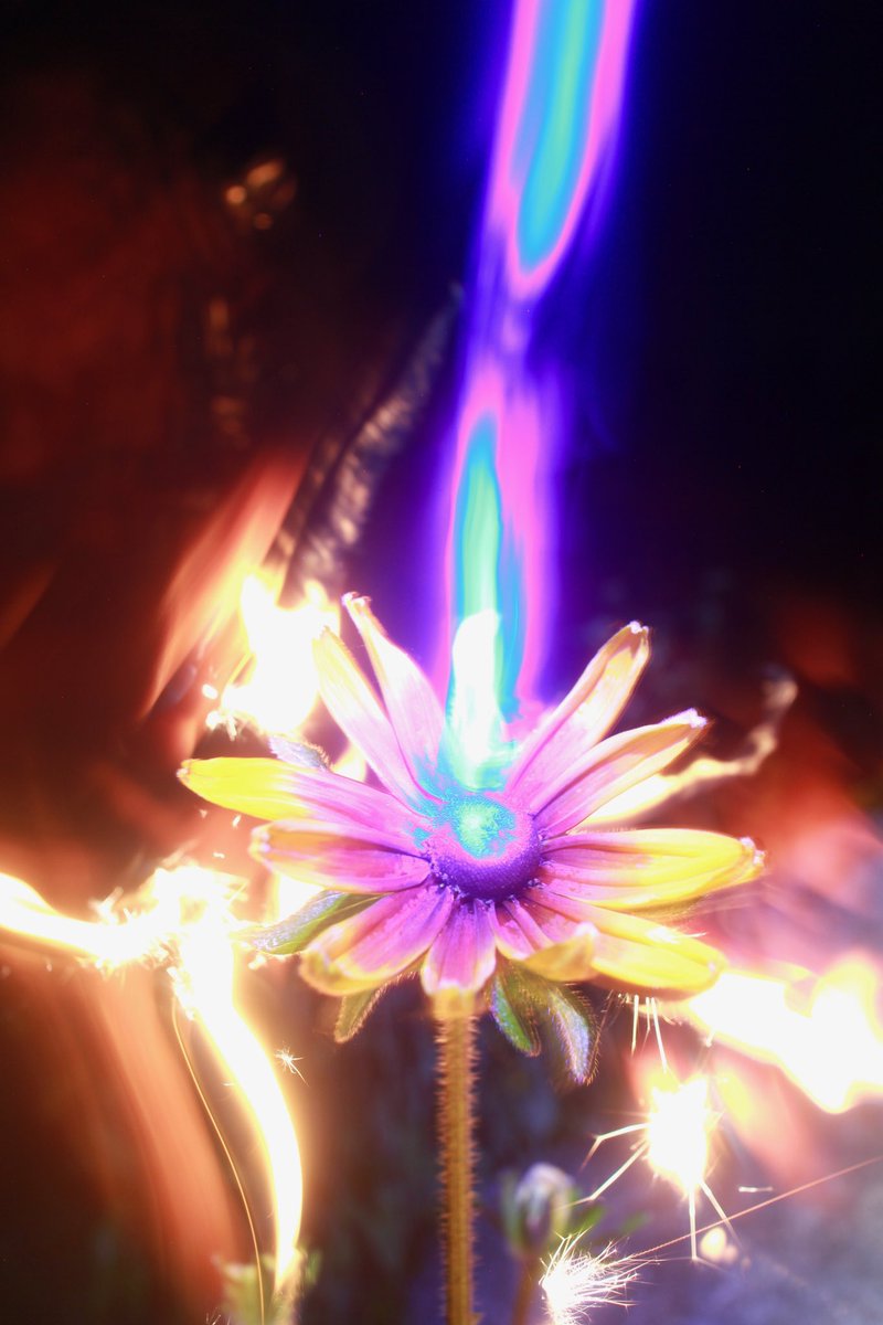 thewhateverist's tweet photo. New Series Lasers of Love .05 with unlockable content. Flowers are full of secrets. Late at night they beam messages of Love into the universe!❤️✨@opensea #NFT #nftphotography #NFTCommunity #jonbyrer #love https://t.co/OMnjV8vSjx https://t.co/B4fTvNB1S0