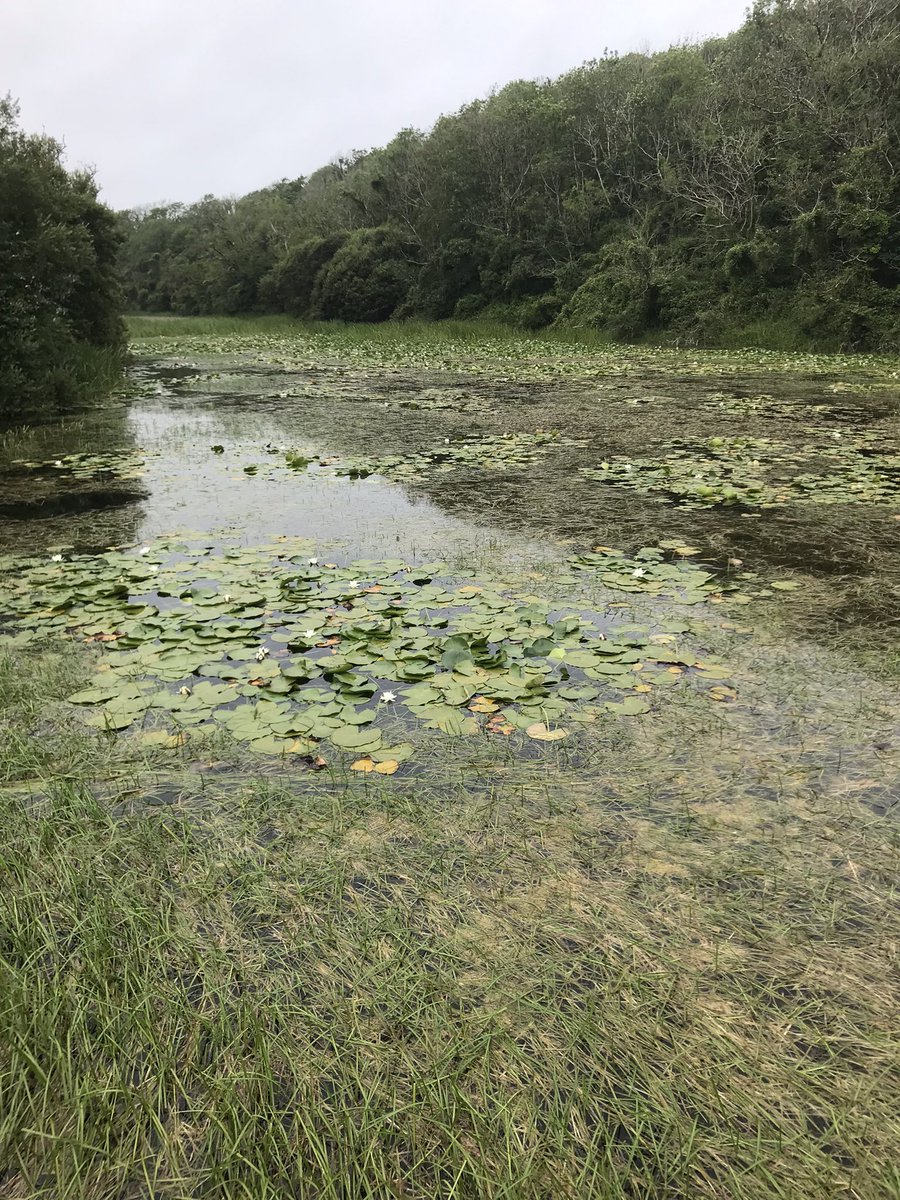F_F_Podcast's tweet photo. Bosherston's Lily Ponds, on the Pembrokeshire Coast 🥰
The South Welsh contender for the watery home of the Lady of the Lake, from where King Arthur obtained his magical sword, Excalibur.
#Wales #WelshHiatus
#Merlin https://t.co/VdyGsdyXv5