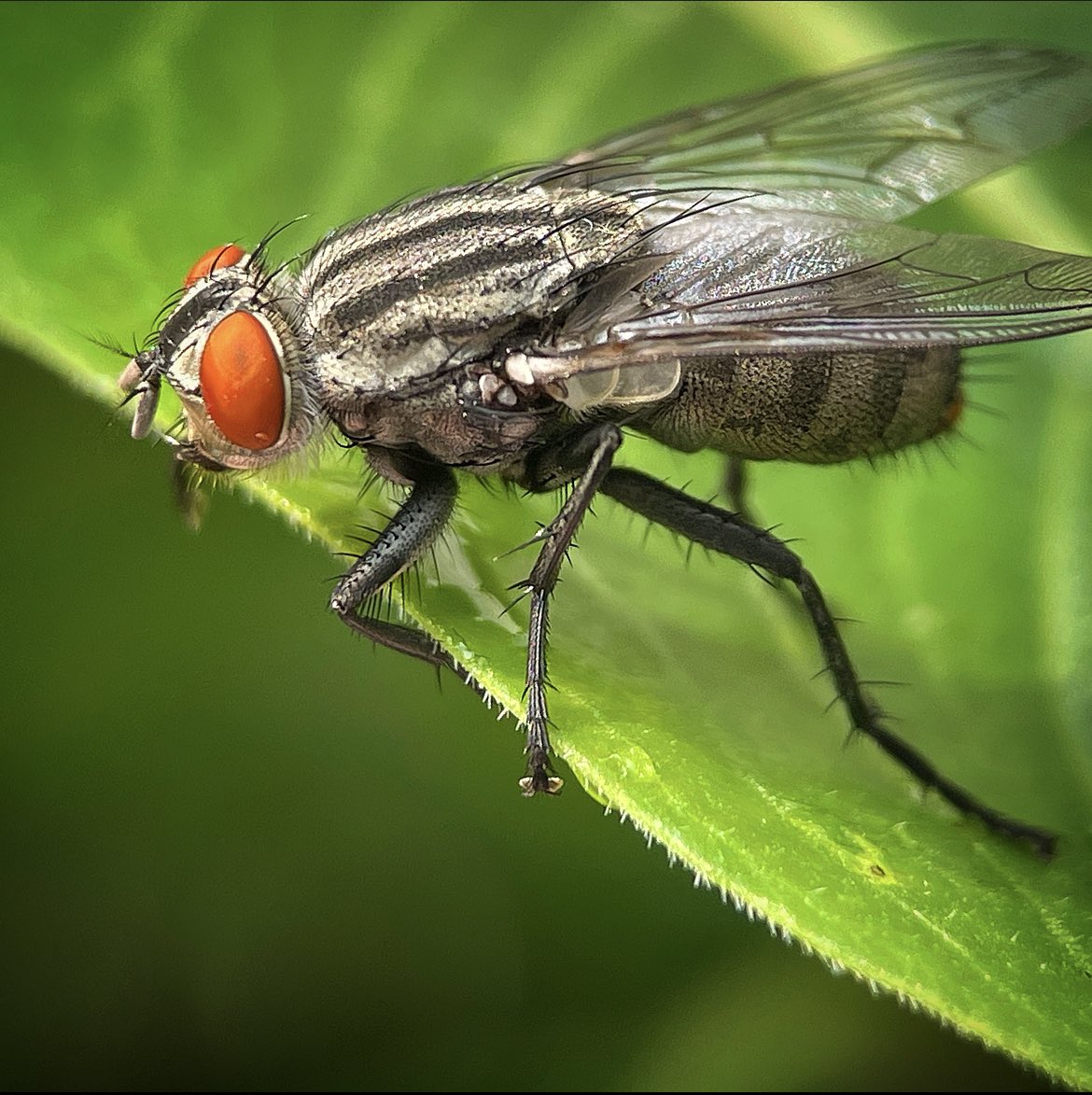 elpapadelSPY's tweet photo. Flesh Fly #BugDaddyNJ #bugdaddy #NewJersey #macrophotography #naturephotography #wildlife #wildlifephotography #NJ #njwildlife #wildlifenj #njnature #insects #insectsofinstagram #insectsoftheworld #insectsofnj #bugsofnj #buglivesmatter https://t.co/kGgSgG7AmK