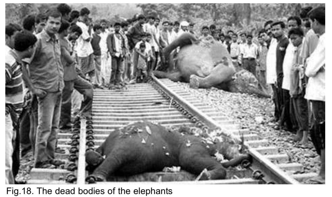 AlifaZibrani's tweet photo. Incidents of elephants getting rammed down or hit by speeding trains are grim reminders of how environmental activists’ warnings against construction of railway lines through Deepor Beel went unheeded. @himantabiswa @RailNf @RamsarConv
 #FreeTheCorridors
#ReimagineRailwayLine https://t.co/U5yJF9A17W