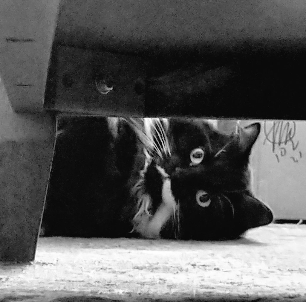 stevenericlang's tweet image. My friend&apos;s flat mate Patsy. Cheeky!