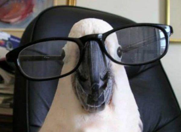 Team SAQR tweet media