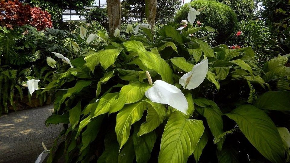 friendsTBcon's tweet photo. #ThunderBay's Centennial Botanical Conservatory is open 10am-4pm daily. Why not stop by for a breath of fragrant, tropical air.
Masks are mandatory.
Donations appreciated.
#TBaylovin #TBay #tropical #BotanicalGarden #TBaycation #staycation https://t.co/DzkTR4tuui
