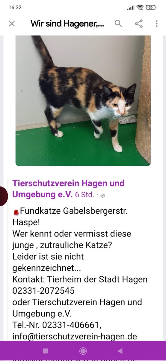 Babsi58089's tweet photo. #Fundkatze #Tierheim #Hagen #Fundort #Haspe https://t.co/93cfz0naL9