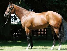 bloodstocknews's tweet photo. ๐ NEW Stakes winner for @YeomanstownStud's CAMACHO (pic) ๐
The Adrian Nicholls-trained MO CELITA wins the LR Prix Moonlight Cloud @fgdeauville.
Bred by @RingfortStud, the 3YO filly is a graduate of the @Goffs1866 Autumn Yearling Sale #readallaboutit https://t.co/eJH7EmoR2k
