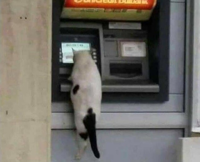 Hear Mags Roar 🌊🌊🌊 tweet media