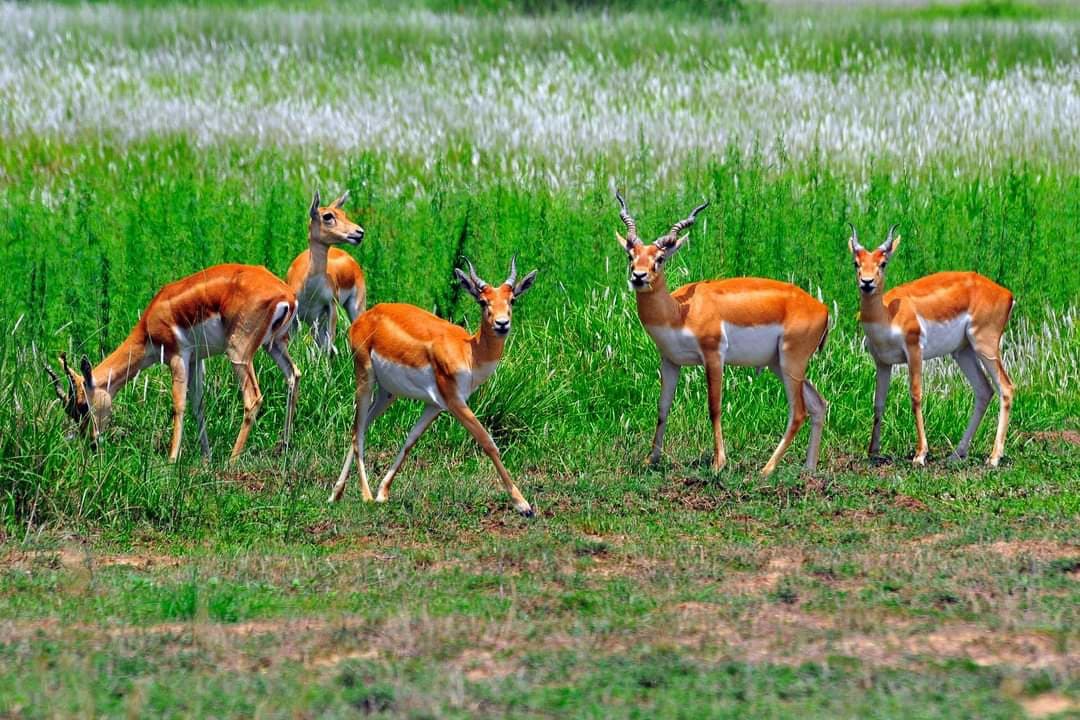 nepaltourismb's tweet photo. Nepal is home 2 abundance of wildlife with diverse terrain &amp; climatic conditions. 20 national parks, 13 buffer zone areas cover 23.39 % of country, contributing to in-situ conservation of ecosystems &amp; biodiversity #NepalNOW #NepalAwaits #WildlifeinNepal https://t.co/YA1SuXKo8g