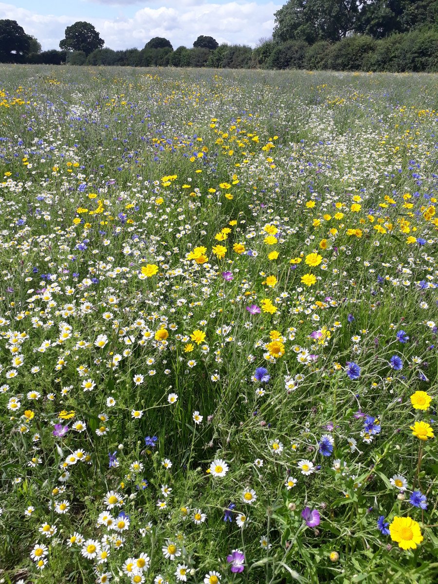 Beautiful! York's community meadow , now with a circular walkway through the flowers.