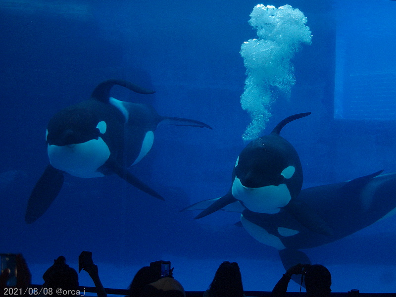 シャチ Hotワード シャチ Hotワード