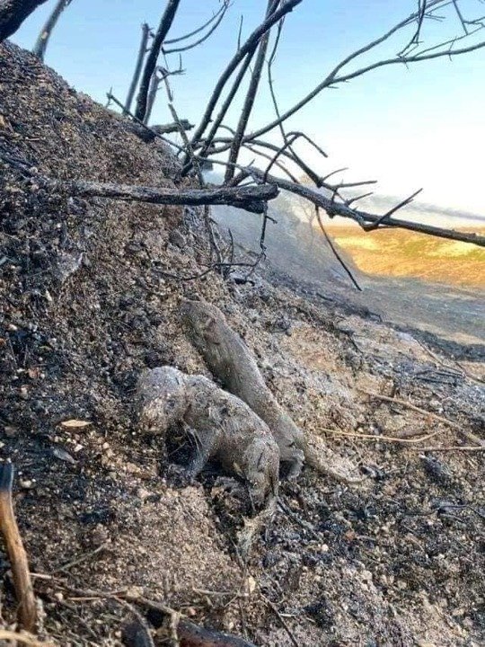 Πόσο να αντέξεις βλέποντας ολα αυτά τα νεκρά αθώα πλάσματα💔😢😢😢😢😢😢😢😢😢
Τόσος #πόνος, τόσο #θλίψη!!!!!!
Θα ερθει η ώρα που θα πληρωσουν όλοι όσοι καταστρεφουν τη #γη τη #φυση τα #ζώα τους #ανθρώπους

#ΠυρκαγιαΕυβοια #πυρκαγιές #πυρκαγιά #φωτια #φωτιες #ζωα_σε_κινδυνο