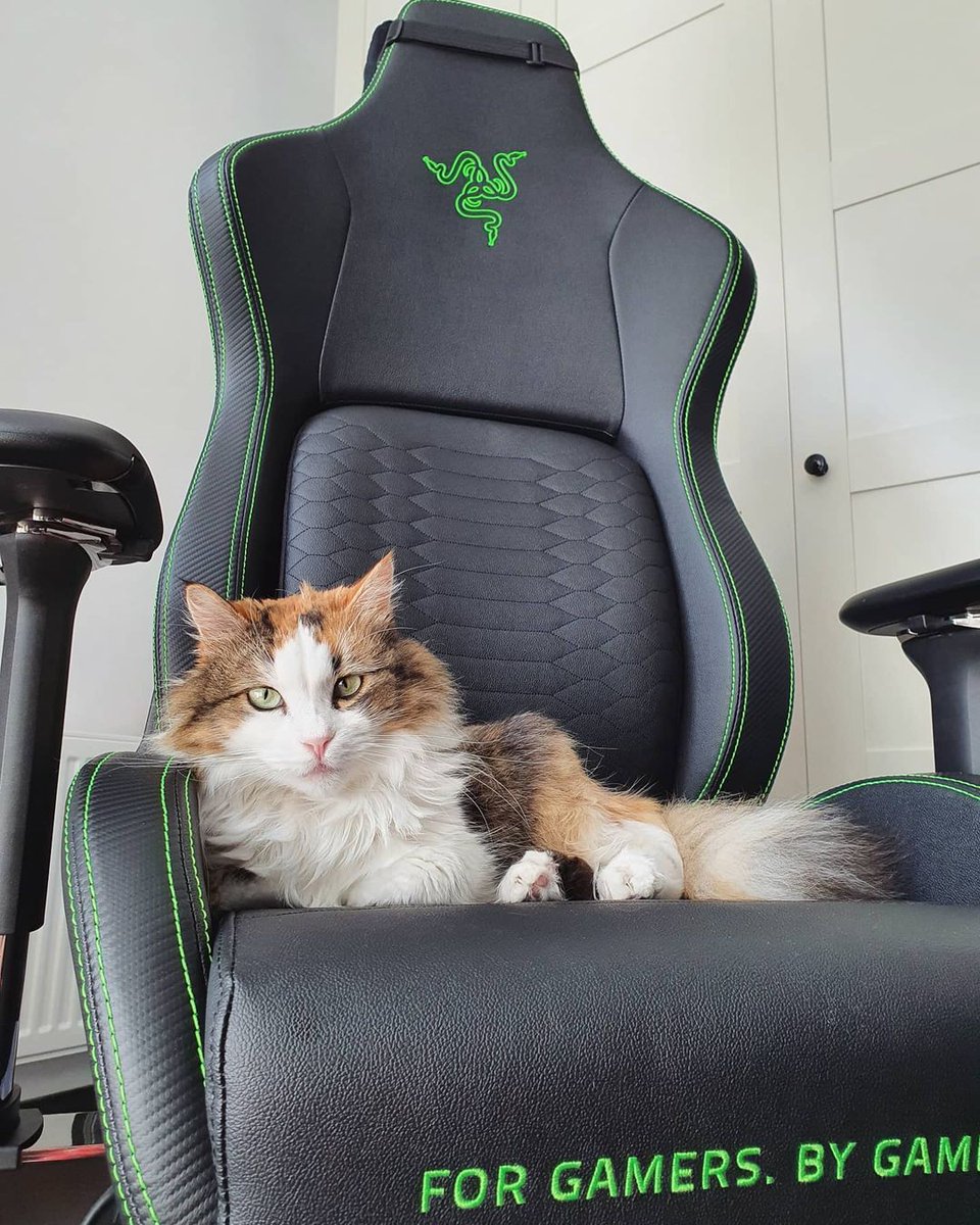 Razer's tweet photo. Happy International Cat Day! 🐱 https://t.co/5OuiahszzW