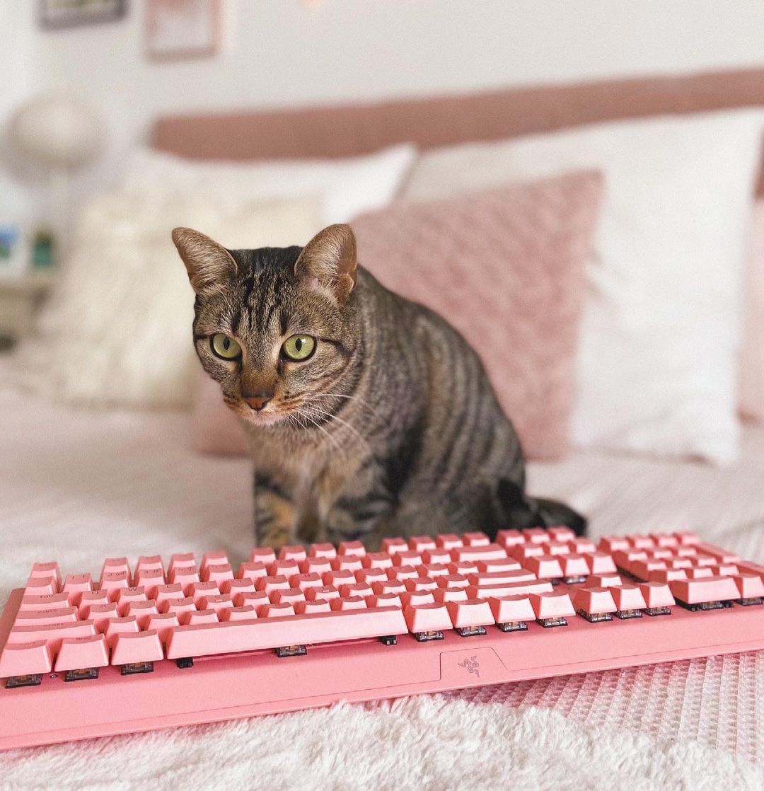 Razer's tweet photo. Happy International Cat Day! 🐱 https://t.co/5OuiahszzW