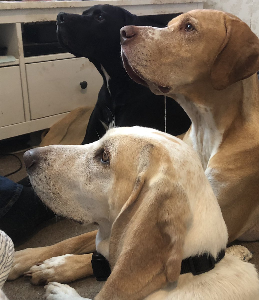 pointer_Gilbert's tweet photo. It’s take-away night,oh the anticipation ! #prawns #takeawaymeal #dogs #waitingforatreat #pup #dogsoftwitter #gundog #hound #FoodFriday https://t.co/3i6cdmmJ9N