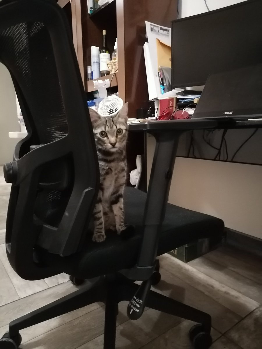 HugoRob45754789's tweet photo. @ResearchGermany @YSU_official My cat keeps my chair safe while I'm on a break. #researchcat https://t.co/d6EvOydjrM