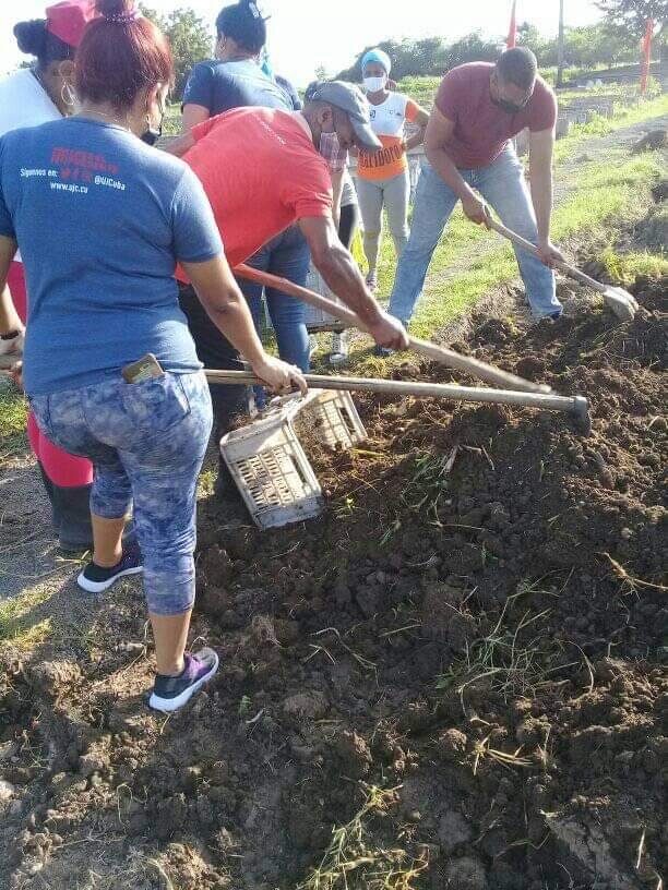 AylinAlvarezG's tweet photo. Una mañana productiva en todo el país como cada fin de semana protagonizada por la juventud. Encabezada por sus Organizaciones Estudiantiles y Movimientos Juveniles se le sigue poniendo ❤️ a #Cuba #PonleCorazón #UJC https://t.co/oZgDZrEtvT