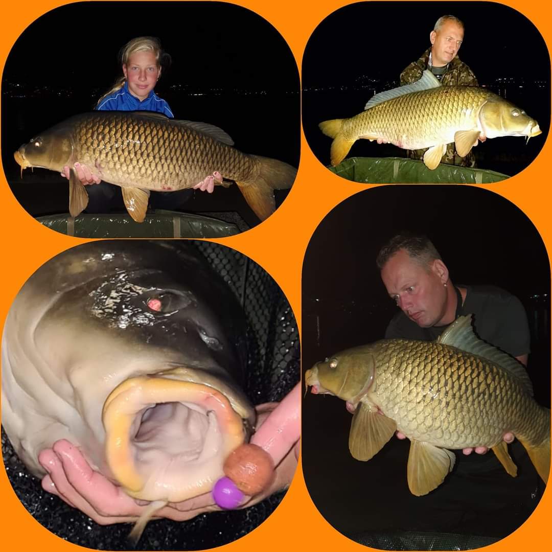 ecbaits's tweet image. Parels uit het inmens grote Lago Maggiore #xxlboilies #lagomaggiore #isolino #rainbowmixboilie #topboilie