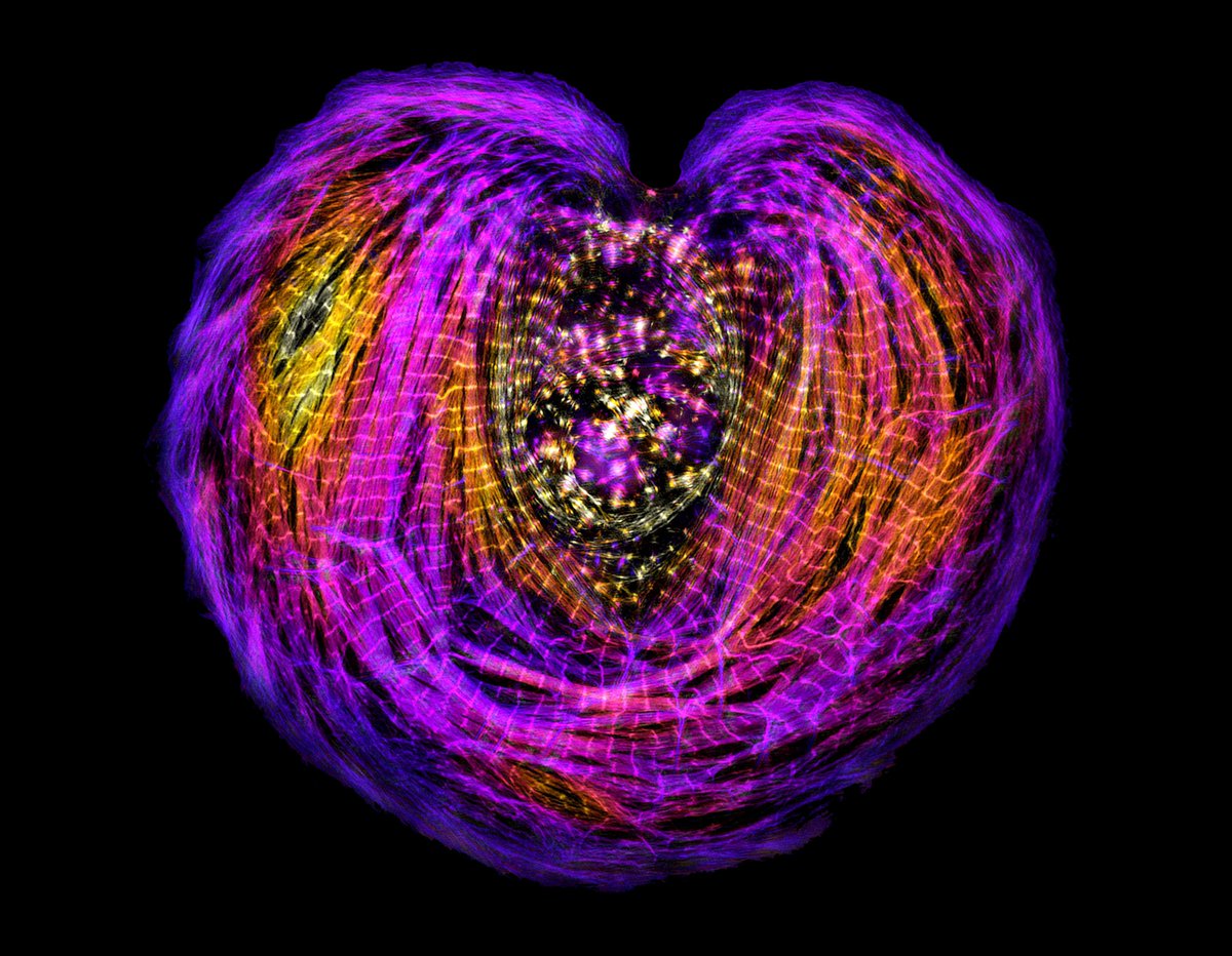 Dylan Burnette (@mag2art) on Twitter photo An immature heart muscle cell (cardiac myocyte) photographed through a microscope by <a href="/Neininger_AC/">Abigail Neininger-Castro, PhD</a>.
#CellBiology #microscopy #SciArt An immature heart muscle cell (cardiac myocyte) photographed through a microscope by <a href="/Neininger_AC/">Abigail Neininger-Castro, PhD</a>.
#CellBiology #microscopy #SciArt