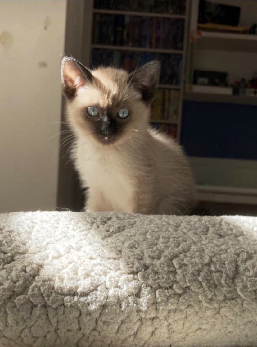 raquelgarzac's tweet photo. Dicen que los gatos fueron dioses y nunca lo han olvidado.
#DiaInternacionalDelGato
#Sorem https://t.co/rAb4v56g1K
