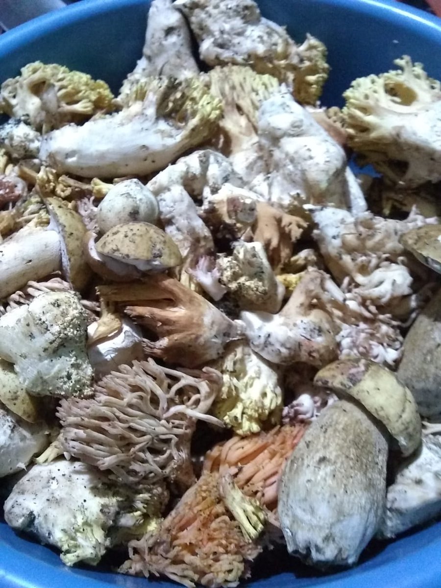 compadre643's tweet photo. #ramarias y #boletus
Ya preparados listos para degustar acompañado con un rico vaso de #neutli
Ahora sí es un manjar de los dioses 😋 https://t.co/jcBVWYZQtW