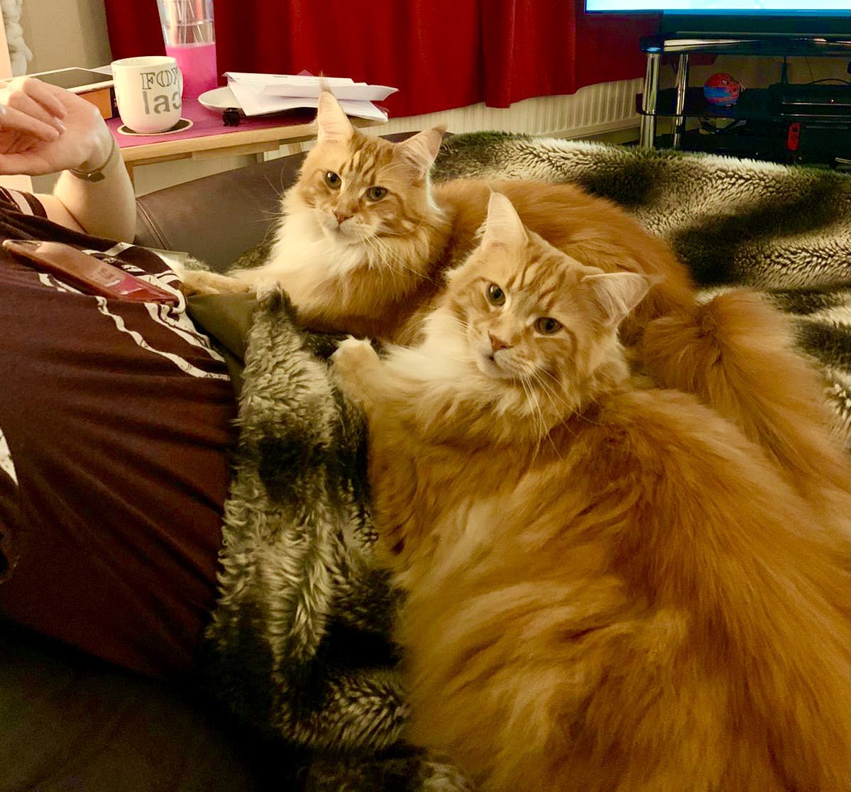 GoodMcDo's tweet image. I am being spoiled on #InternationalCatDay by my double marmalade delights @buddy_gizmo 🧡🦁