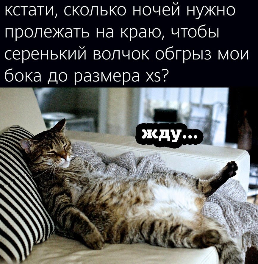 Во сколько ночь. Смешные истории анекдоты приколы. Презентация о полярной ночи. Сколько ночей нужно полежать на боку чтобы серенький волчок. Сколько ночей чтобы волчок.