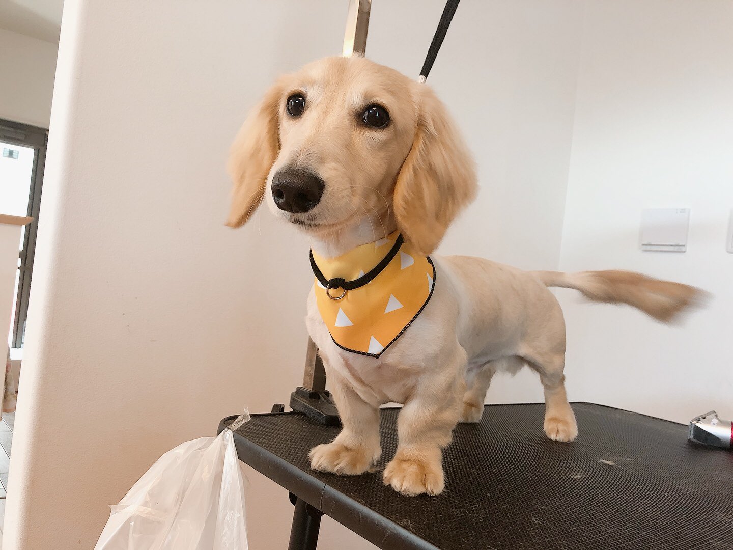 Twitter 上的 出張トリミング プチ レノン 本日は東海市 ミニチュアダックスのきなこくん 尻尾が止まらない元気な子 お出迎えもお風呂も子供達と一緒 トリミングサロン 出張トリミング サマーカット ミニチュアダックスフンド 鬼滅の刃 我妻善逸 Twitter 上的 出張トリミング プチ レノン 本日は東海市 ミニチュアダックスのきなこくん 尻尾が止まらない元気な子 お出迎えもお風呂も子供達と一緒 トリミングサロン 出張トリミング サマーカット ミニチュアダックスフンド 鬼滅の刃 我妻善逸